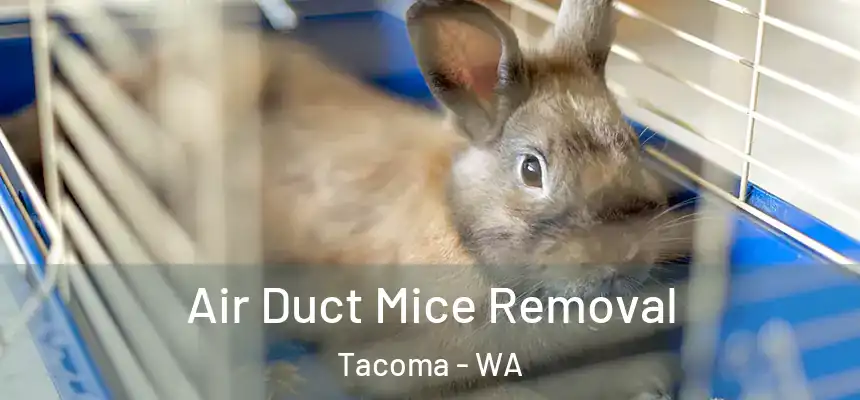  Air Duct Mice Removal Tacoma - WA