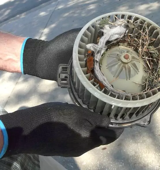 About Air Duct Rat Removal in Tacoma, WA